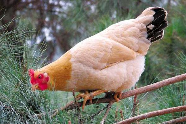 鸡的常见品种有哪些（十大名鸡） 最好的土鸡品种是什么