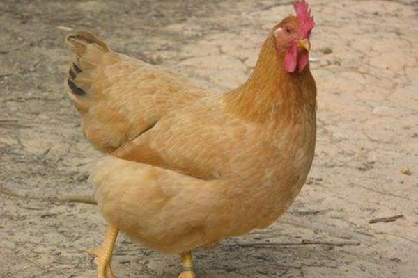 鸡的常见品种有哪些（十大名鸡） 最好的土鸡品种是什么